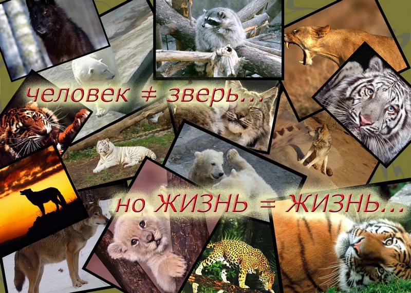 Жизнь животных важна. Роль растений в жизни человека. Жизнь животных важна. Важность воды для животных. Роль воды для растений и животных.